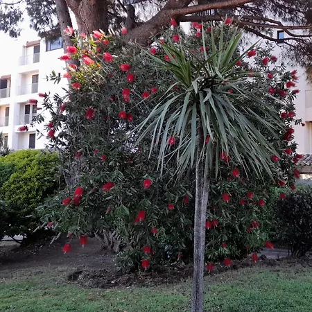 Marina Bella 코골렝